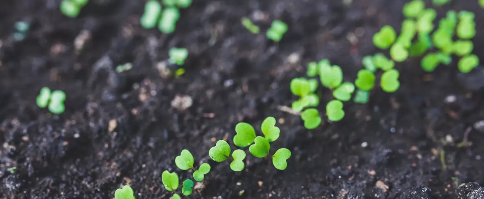 Projekt FERTIMANURE