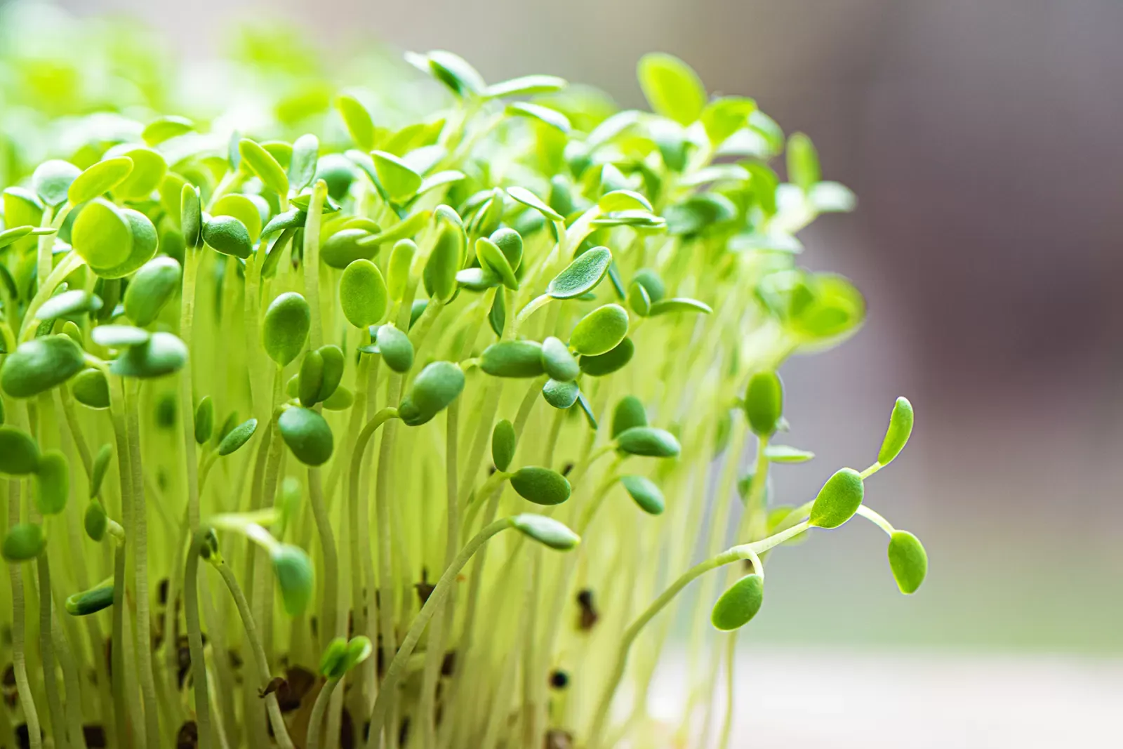 Liveseeding projekt