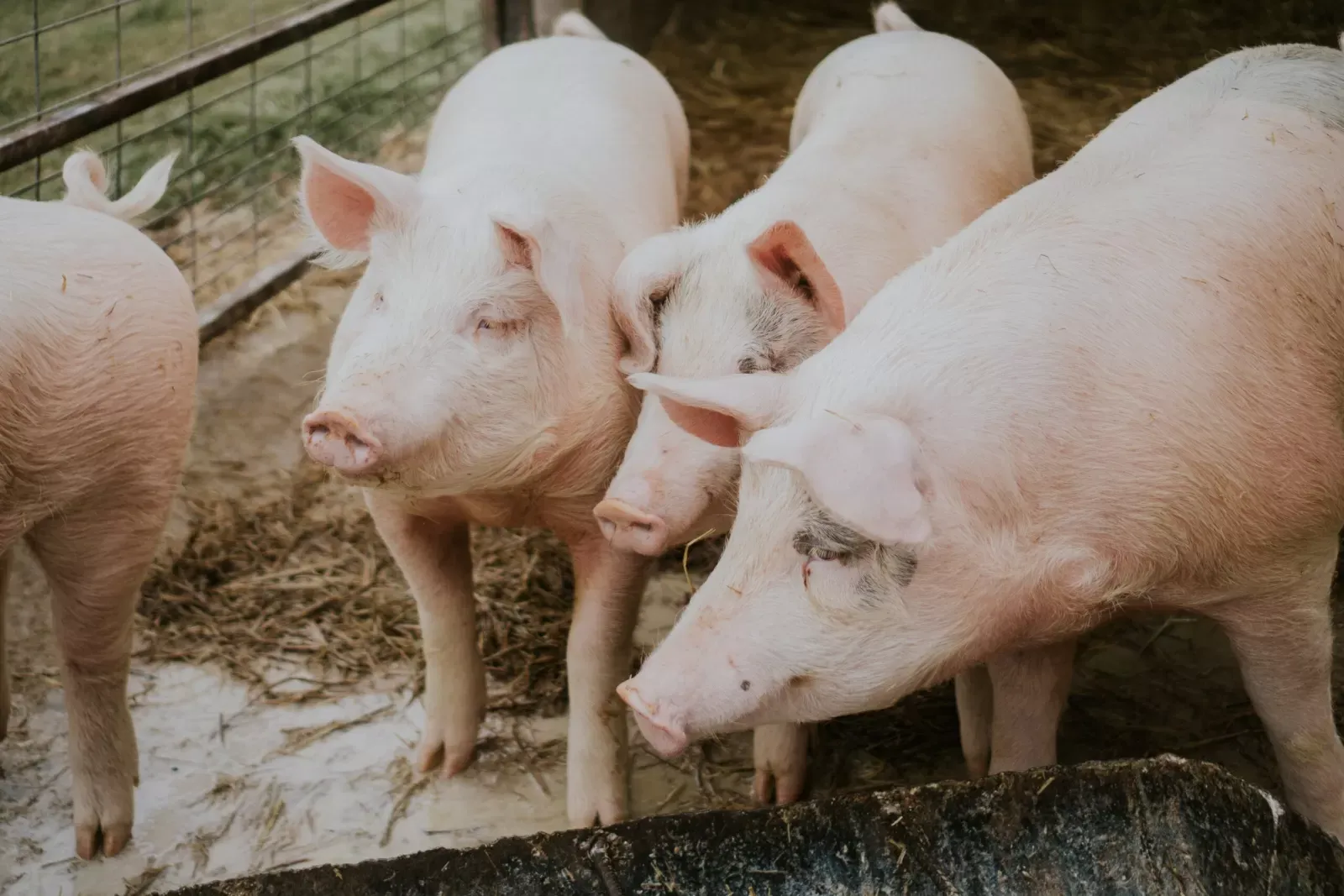 Olakšana isplata potpore svinjogojcima zbog afričke svinjske kuge
