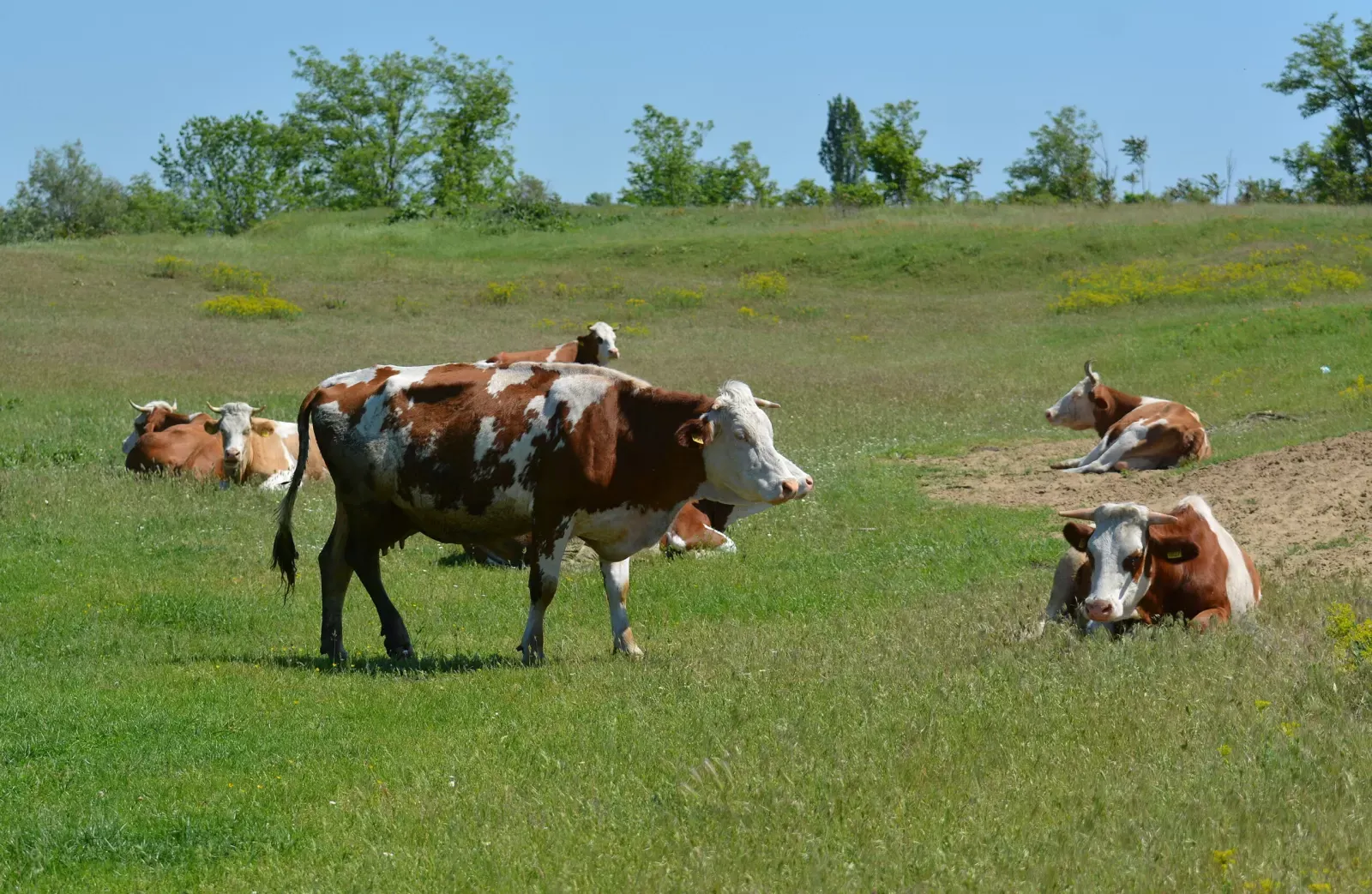 Izmjene Pravilnika o provedbi izravne potpore poljoprivredi i IAKS mjera ruralnog razvoja