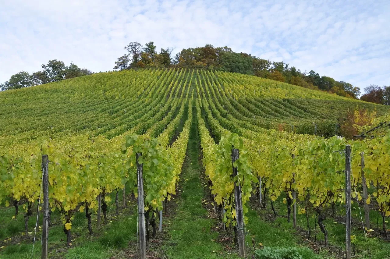 Objavljen natječaj za restrukturiranje i konverziju vinograda