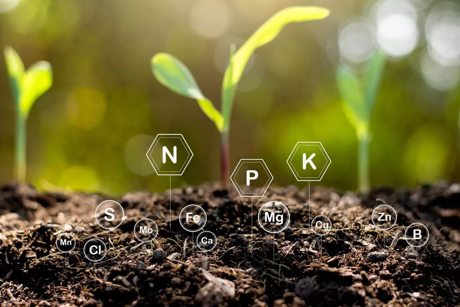 The soil is rich in minerals and various nutrients for cultivati