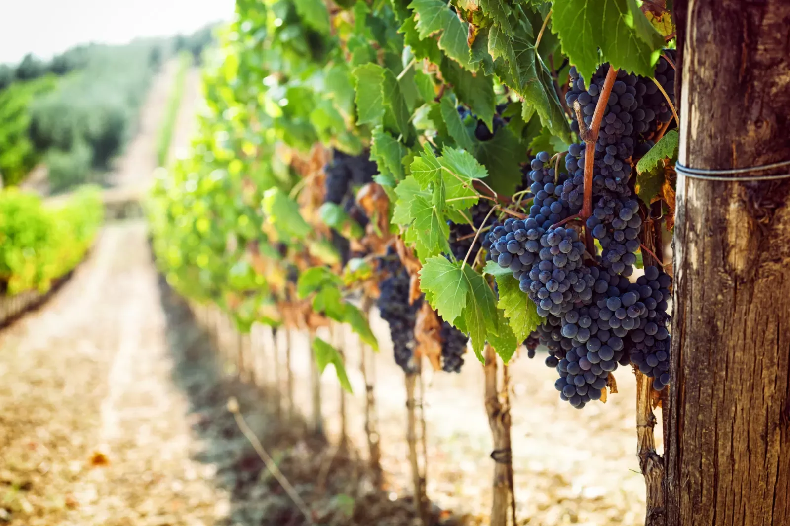 Objavljen natječaj u sektoru vina za intervenciju 58. 1. b. 01. - INVWINE - Ulaganja