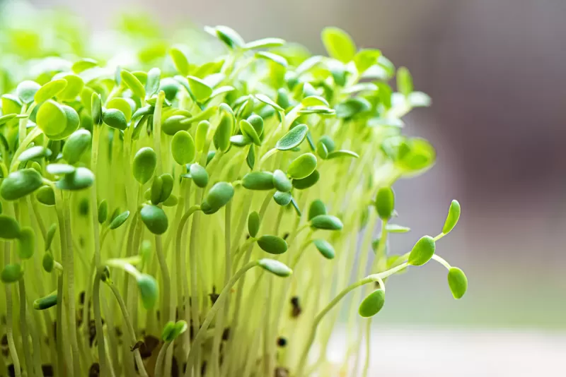Liveseeding projekt