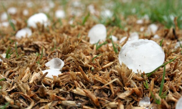 Objavljene izmjene Natječaja za obnovu poljoprivrednog potencijala