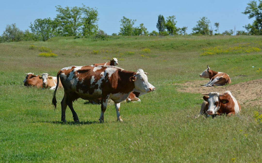 Izmjene Pravilnika o provedbi izravne potpore poljoprivredi i IAKS mjera ruralnog razvoja