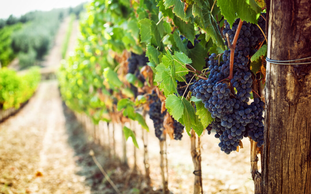 Objavljen natječaj u sektoru vina za intervenciju 58. 1. b. 01. – INVWINE – Ulaganja