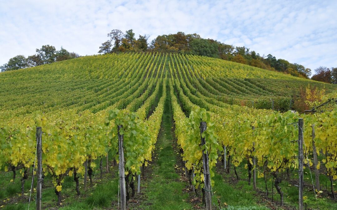 Objavljen natječaj za restrukturiranje i konverziju vinograda