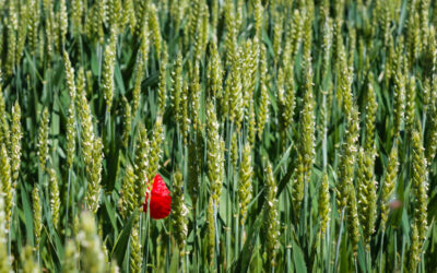 Objavljen Pravilnik za IAKS mjere i izravne potpore za 2026. godinu