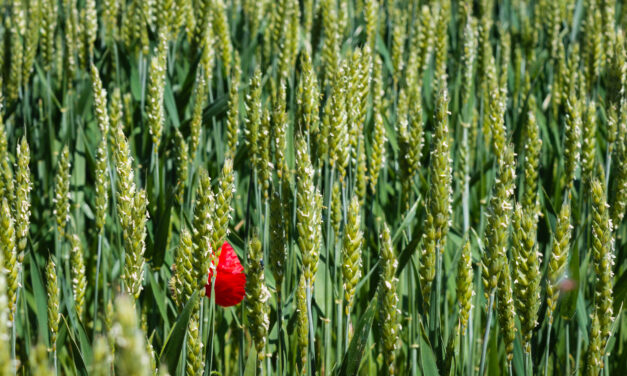 Objavljen Pravilnik za IAKS mjere i izravne potpore za 2026. godinu
